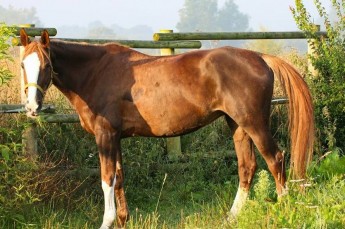 Ośrodek jazdy konnej Michalski